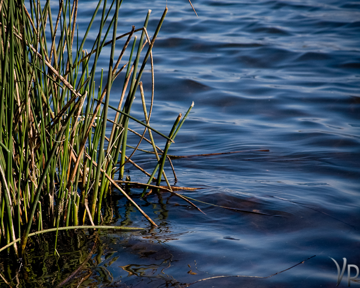 Ripples